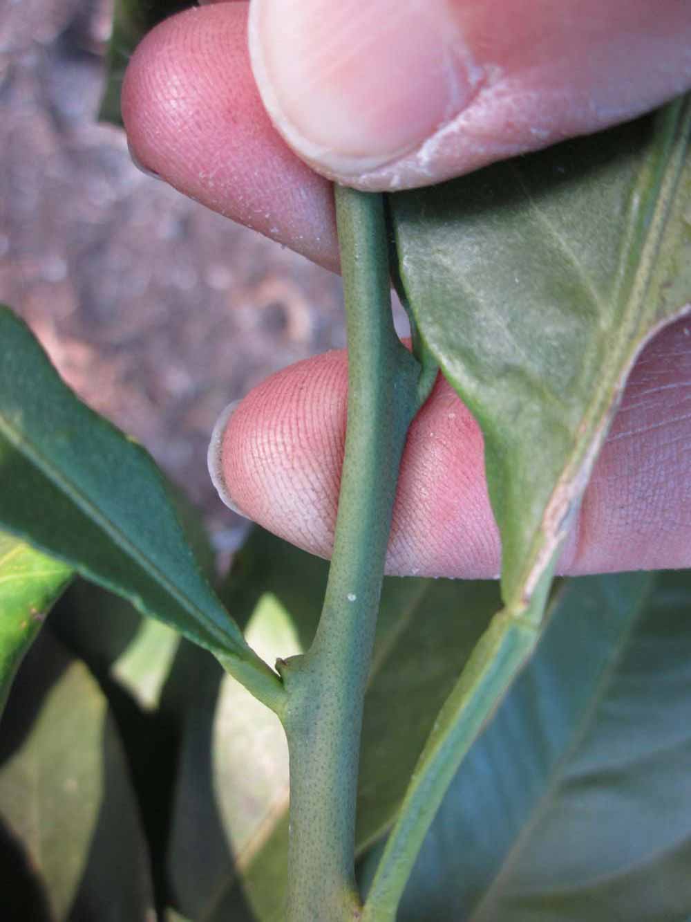              Fruit year twig (Winter Haven, FL)       